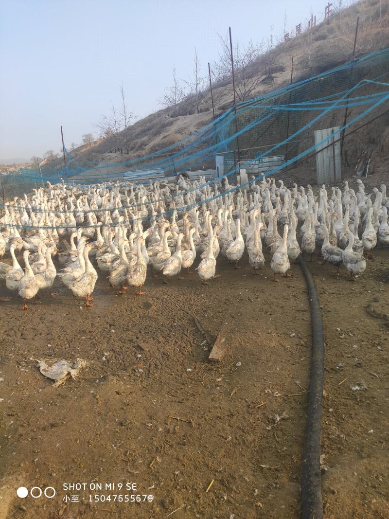 卖泰州大鹅16个月公母都有