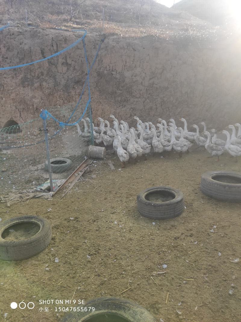 卖泰州大鹅16个月公母都有