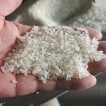 【大米】精品贡米产地直销保质保量代发全国欢迎选购