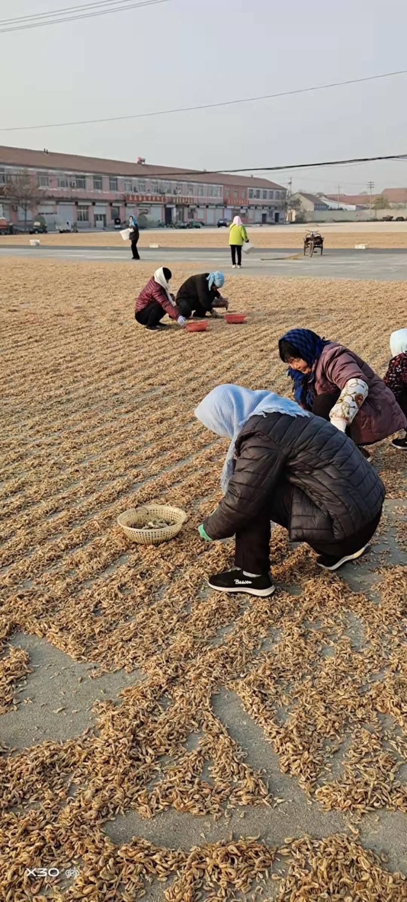 山东冯家金钩海米！虾仁自家加工批发零售大小都有一手货源