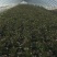 新野县绿禾蔬菜供应红尖叶窝笋已大量上市中