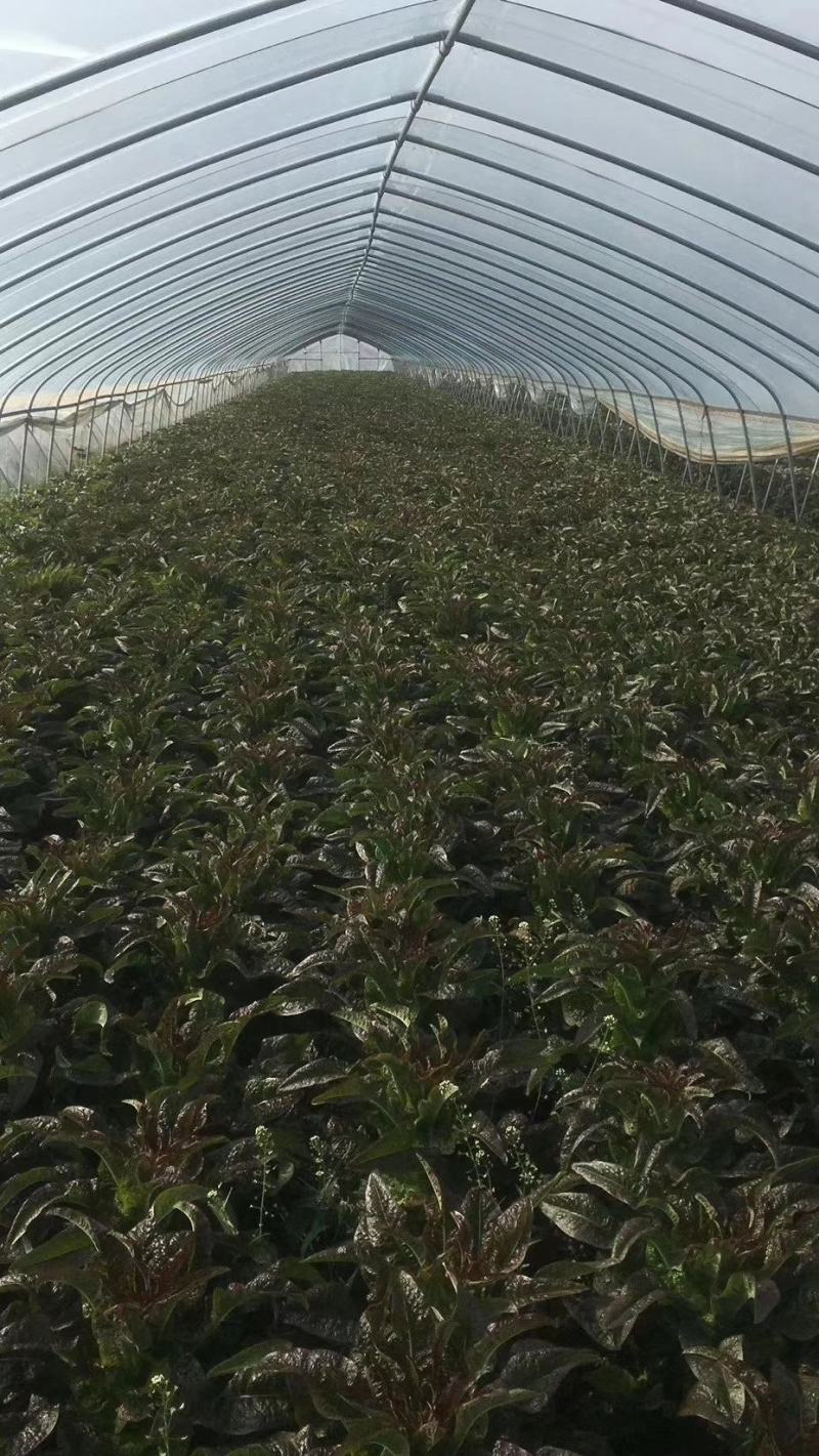 新野县绿禾蔬菜供应红尖叶窝笋已大量上市中