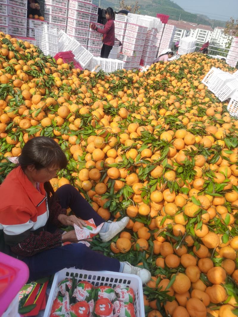 精品丑橘好吃不上火价格便宜货源充足口感适宜