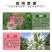 醉蝶花种子花种籽子四季易活混色多年生花卉种子盆栽花籽蝴蝶