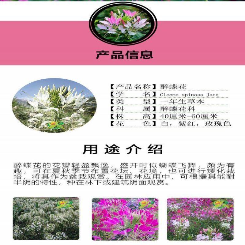 醉蝶花种子花种籽子四季易活混色多年生花卉种子盆栽花籽蝴蝶
