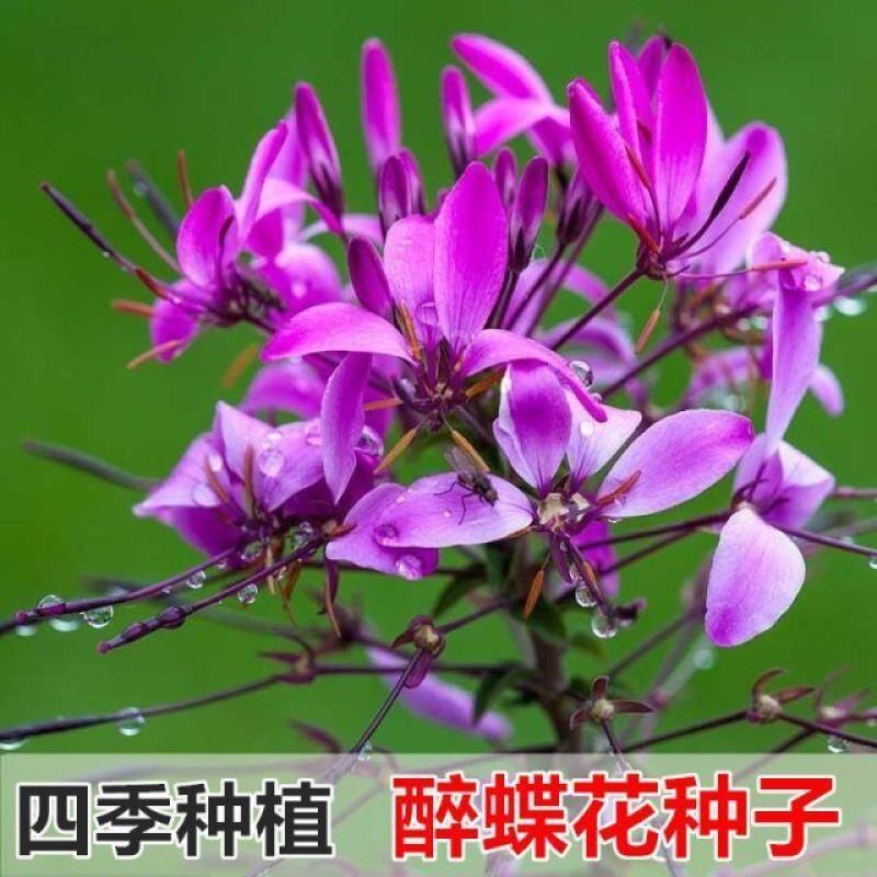 醉蝶花种子花种籽子四季易活混色多年生花卉种子盆栽花籽蝴蝶