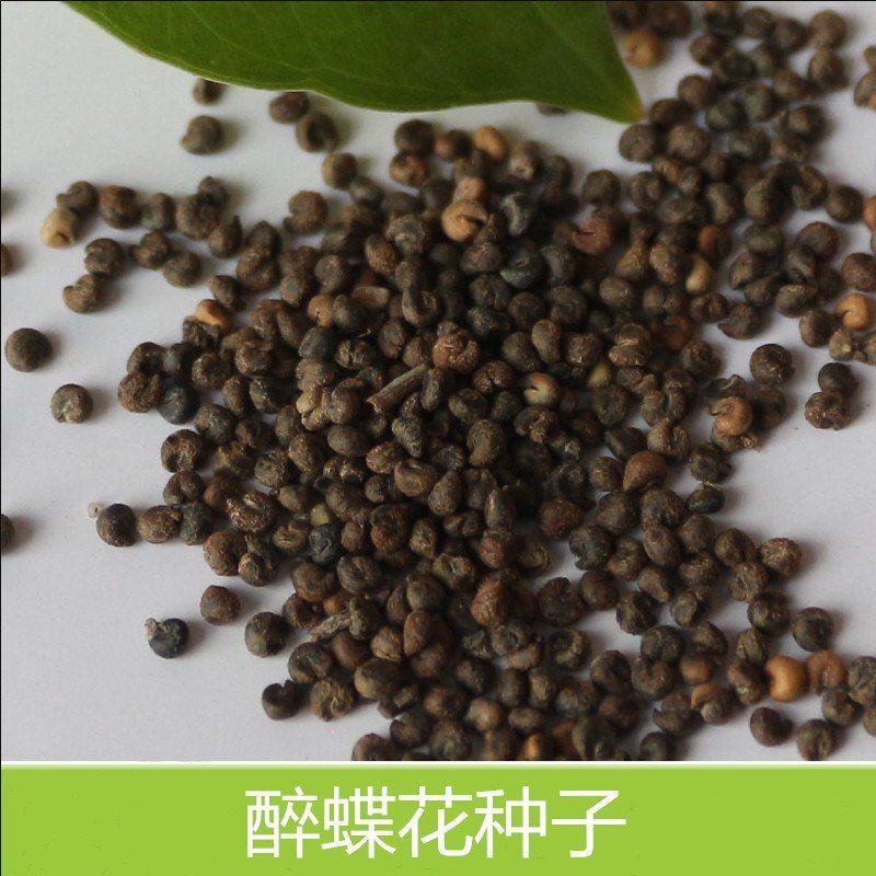 醉蝶花种子花种籽子四季易活混色多年生花卉种子盆栽花籽蝴蝶