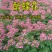 醉蝶花种子花种籽子四季易活混色多年生花卉种子盆栽花籽蝴蝶