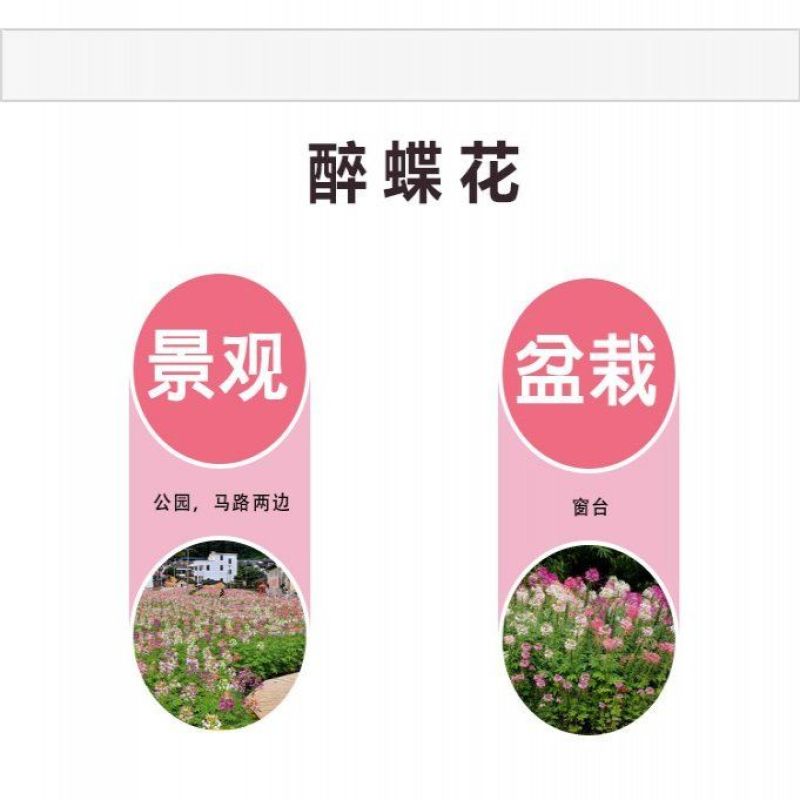 醉蝶花种子花种籽子四季易活混色多年生花卉种子盆栽花籽蝴蝶