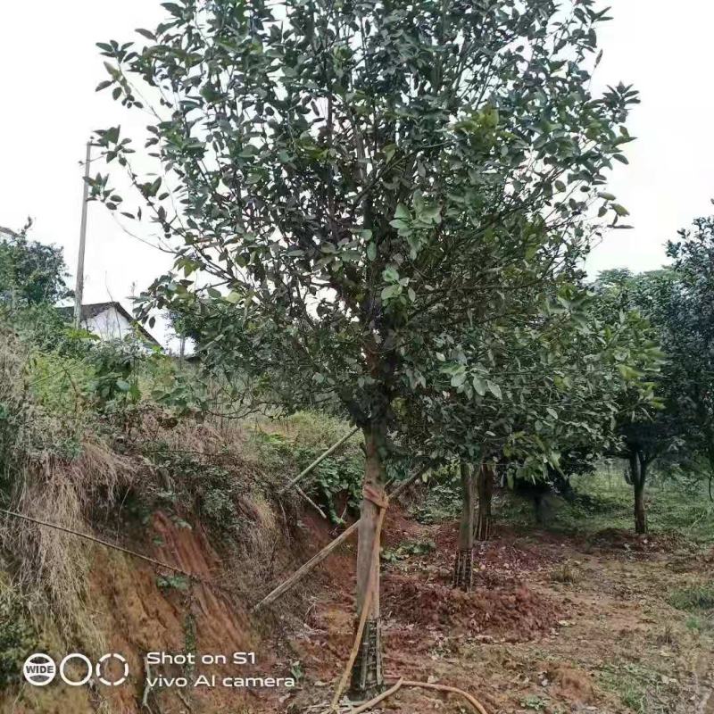 移栽香泡全冠移植移栽很多年原声香泡有货