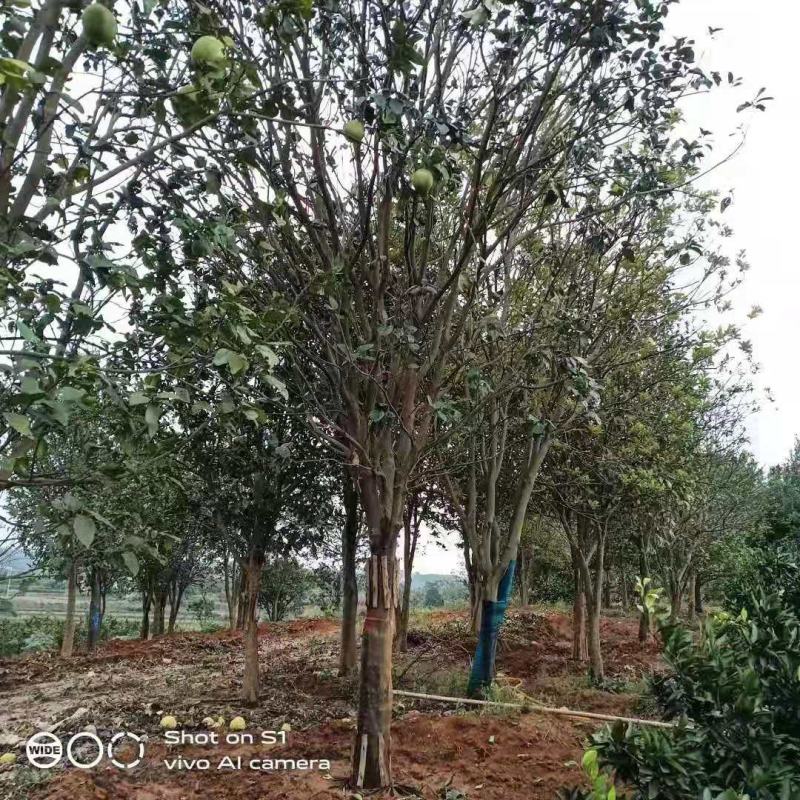 移栽香泡全冠移植移栽很多年原声香泡有货