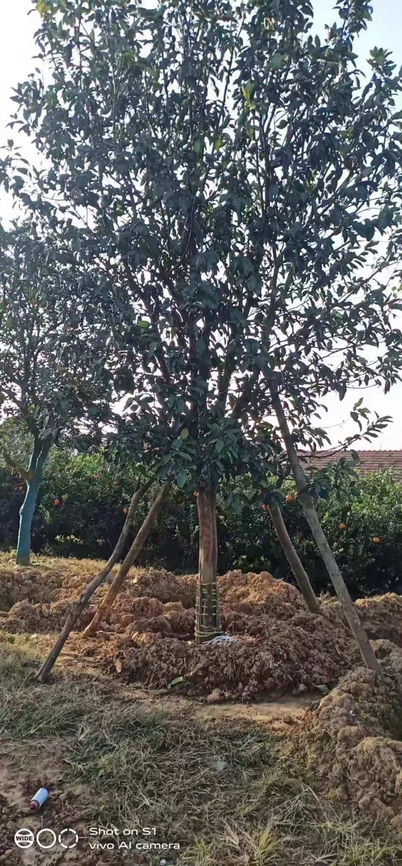 移栽香泡全冠移植移栽很多年原声香泡有货