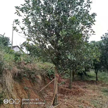 移栽香泡全冠移植移栽很多年原声香泡有货