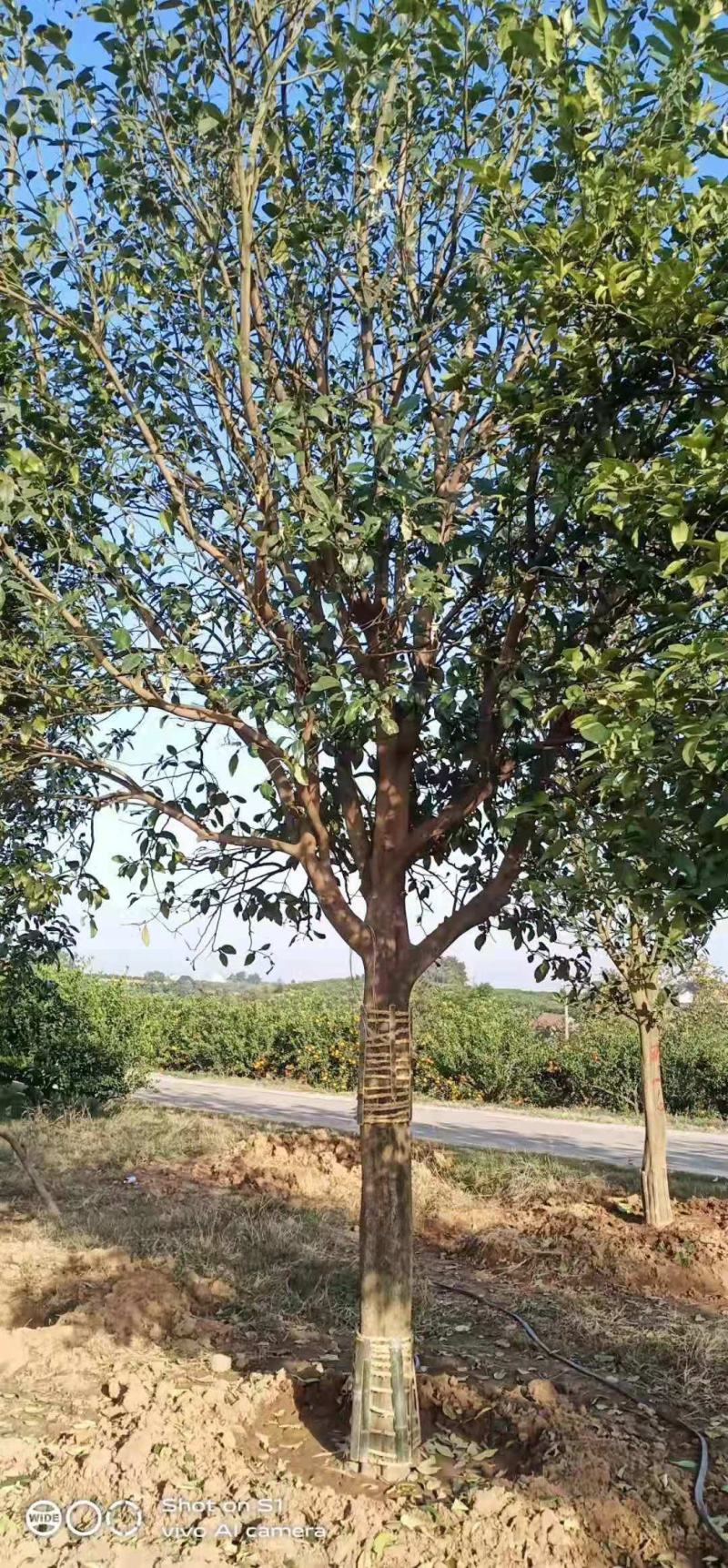 移栽香泡全冠移植移栽很多年原声香泡有货