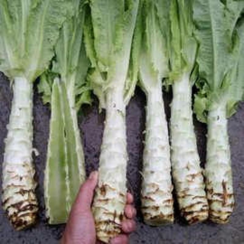 万亩蔬菜基地白皮莴笋大量上市