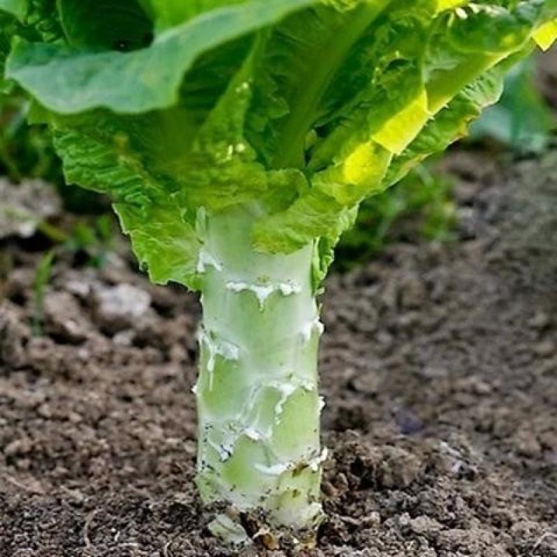 万亩蔬菜基地白皮莴笋大量上市