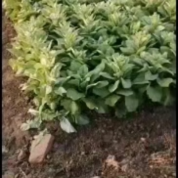 万亩蔬菜基地白皮莴笋大量上市