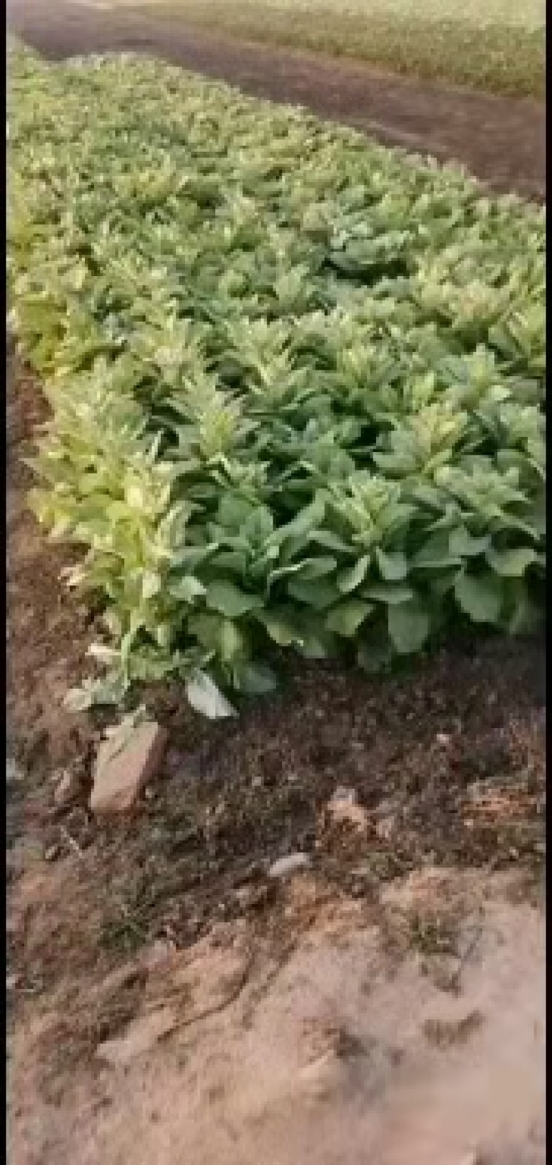 万亩蔬菜基地白皮莴笋大量上市