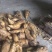 有大量冬笋产地批发量大从优