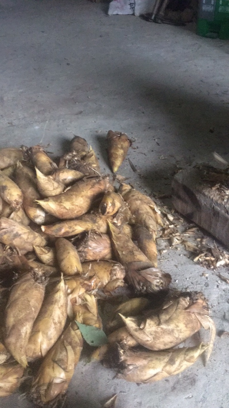有大量冬笋产地批发量大从优