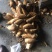 有大量冬笋产地批发量大从优