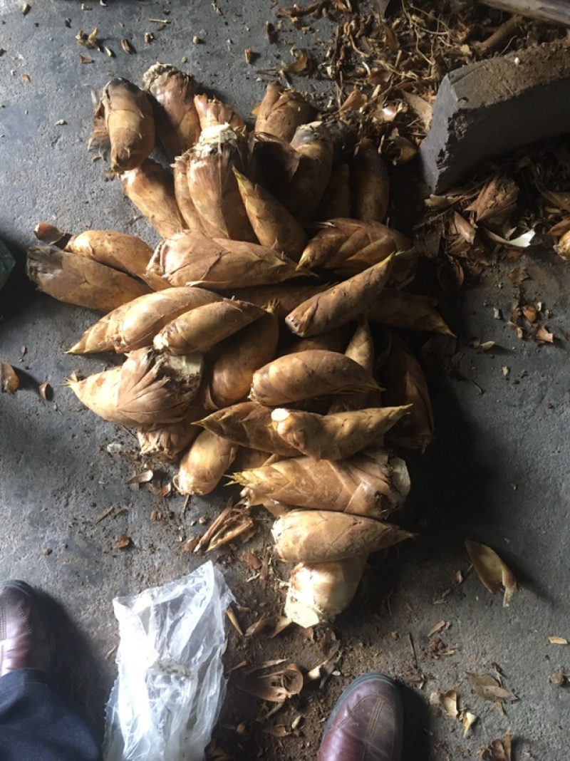 有大量冬笋产地批发量大从优