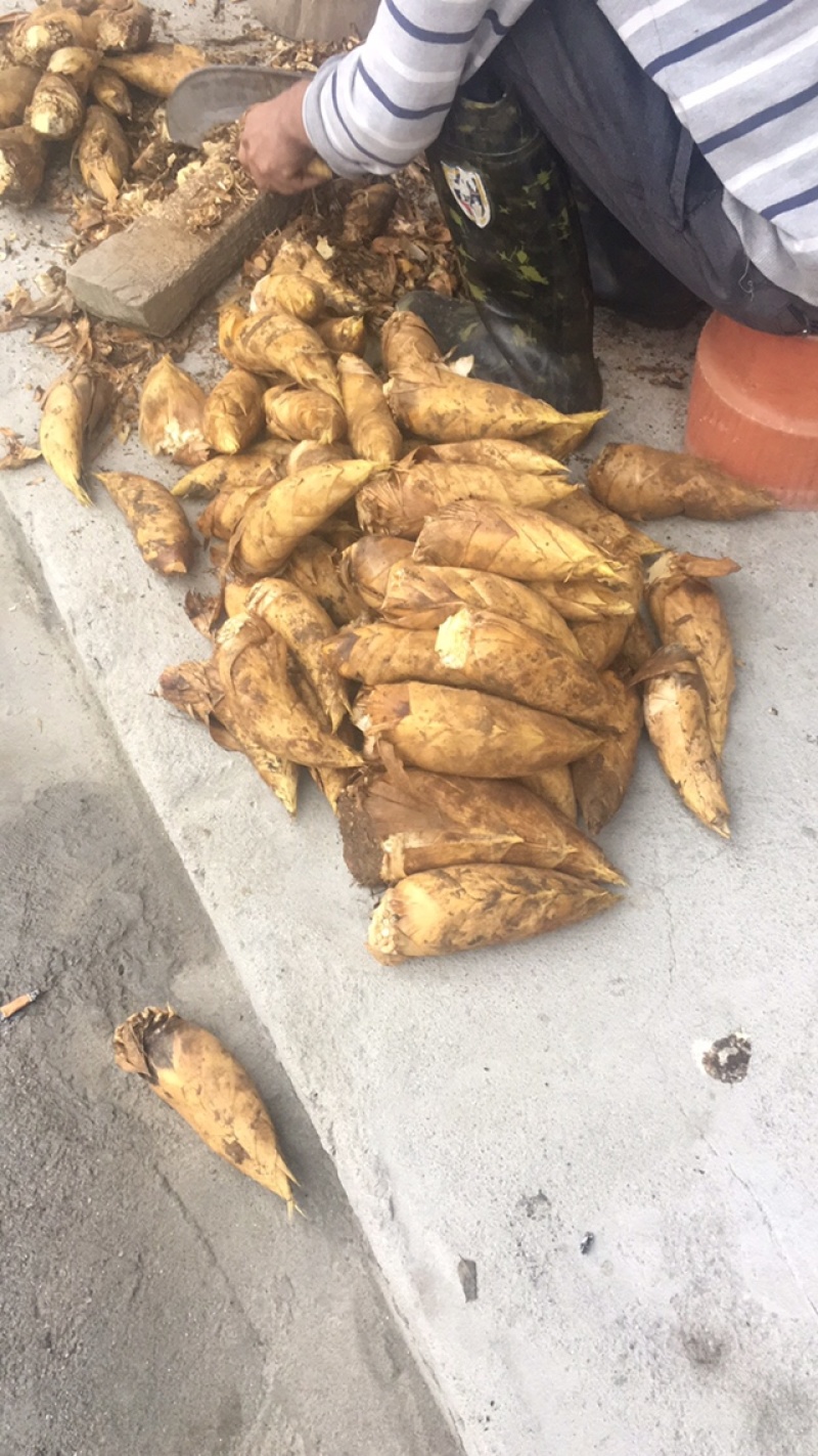 有大量冬笋产地批发量大从优