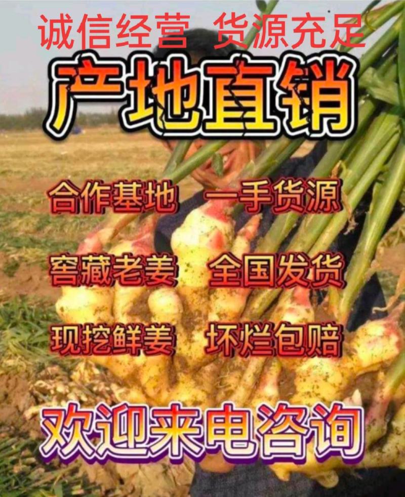 【优选生姜】黄姜生姜产地批发老姜一手货源价格公道