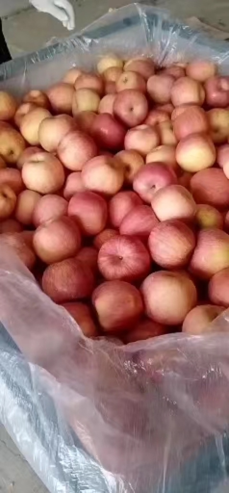 红富士苹果库存富士苹果大量现货质量好货源充足全国发货