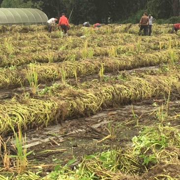 自产自销的柳叶空心菜老杆它长出来的菜口感清脆细嫰。