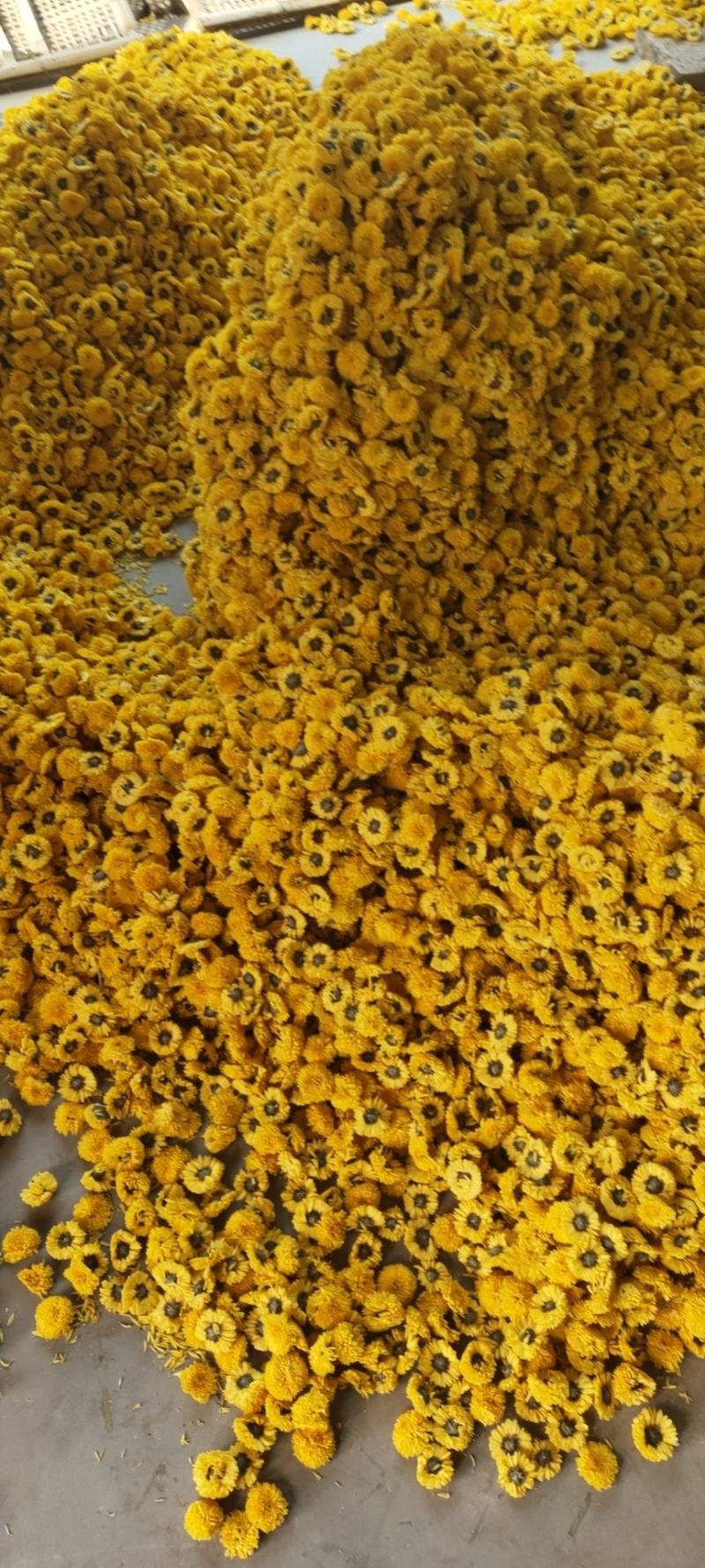 菊花种植基地河南茂林菊业直供(桃菊精品)
