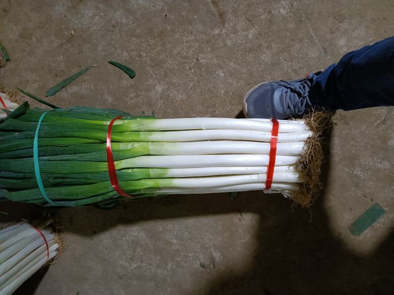 铁杆大葱净葱2cm左右30~40cm