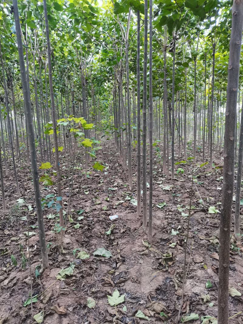 楸树大量供应欢迎老板骚扰质量好价格优