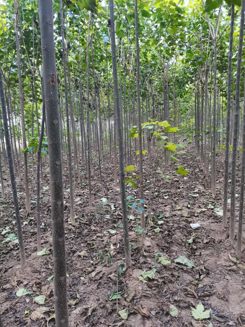 楸树大量供应欢迎老板骚扰质量好价格优