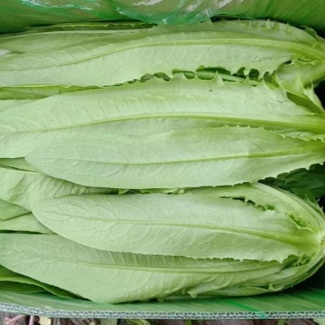 精品油麦菜现以大量上市
