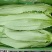精品油麦菜现以大量上市