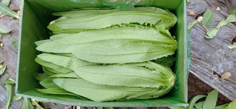 精品油麦菜现以大量上市