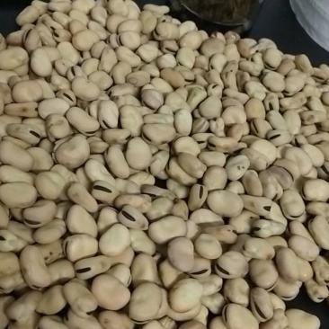 张家口蚕豆新鲜干蚕豆农家蚕豆口感酥脆回味无穷