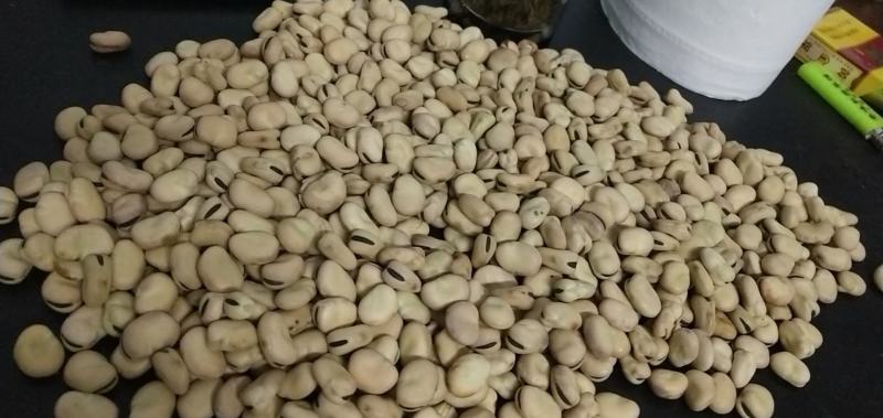 张家口蚕豆新鲜干蚕豆农家蚕豆口感酥脆回味无穷