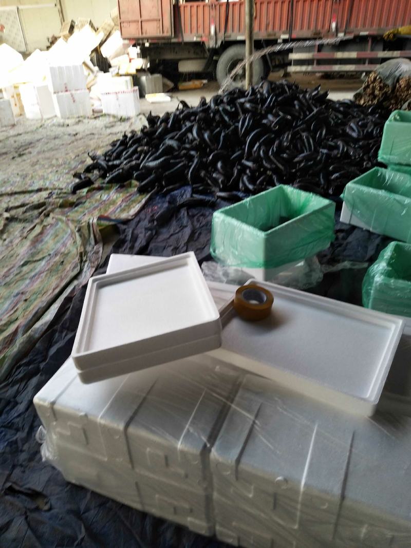 黑长茄大量上市质量优越竹丝茄大量上市