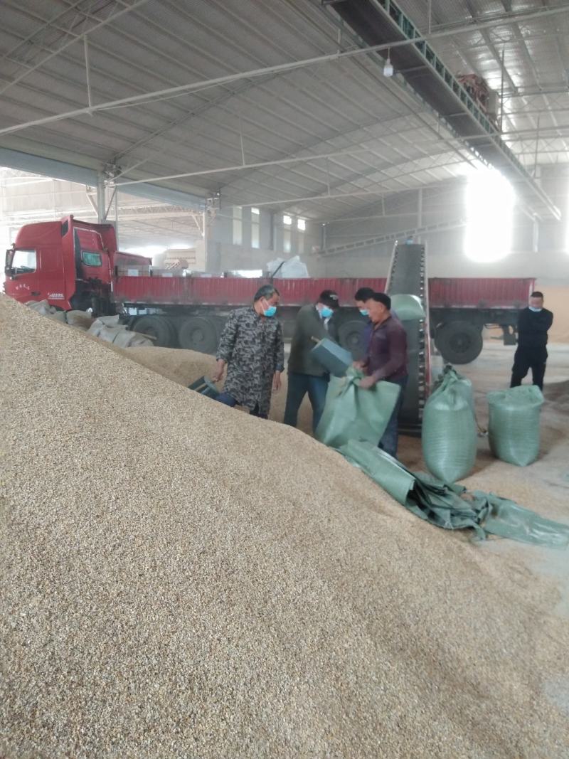 碎玉米，次玉米，河南碎玉米，量大价格优惠，