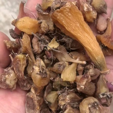 云南十万大山冰球子