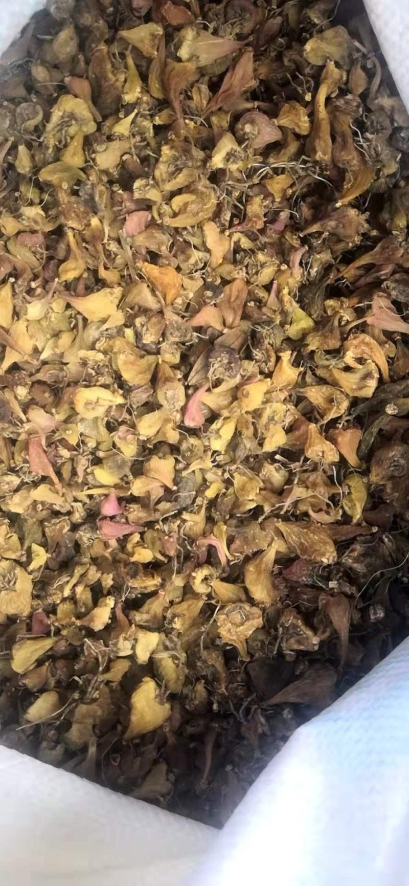 云南十万大山冰球子