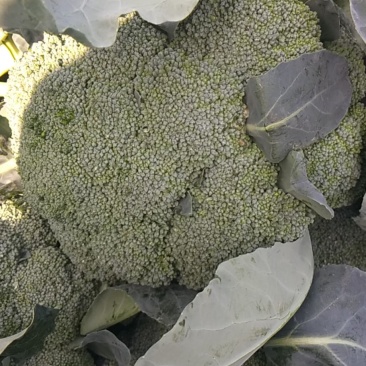长年代收各种瓜果蔬菜
