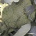 长年代收各种瓜果蔬菜
