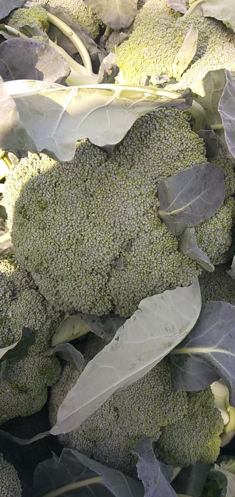 长年代收各种瓜果蔬菜