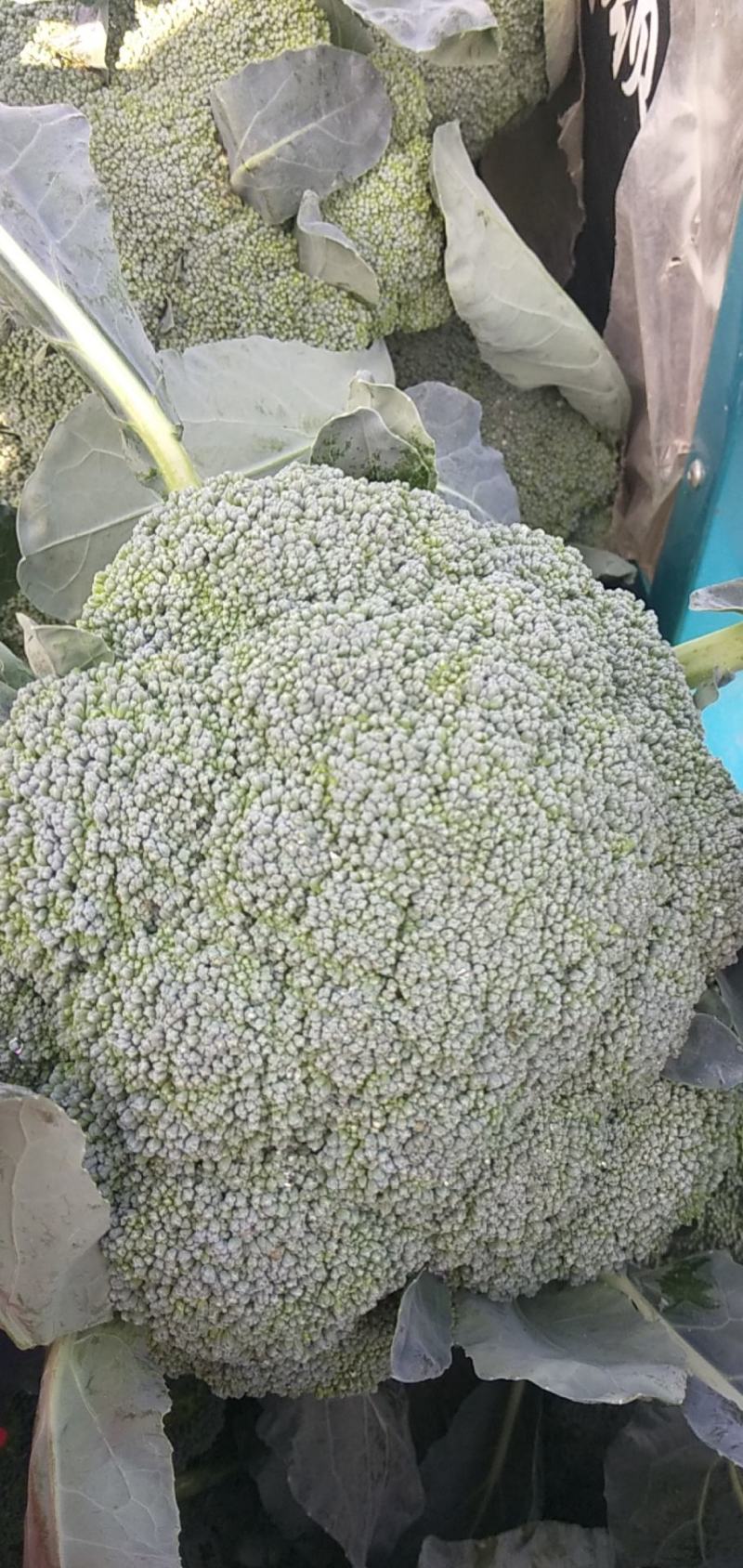 长年代收各种瓜果蔬菜