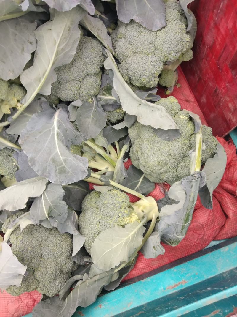 长年代收各种瓜果蔬菜
