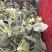 长年代收各种瓜果蔬菜