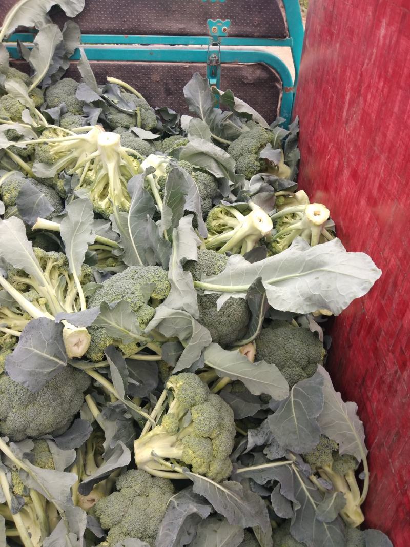 长年代收各种瓜果蔬菜